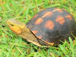 Lebih dari 60 Ekor Kura-kura Langka Hilang dari Kebun Binatang Jepang