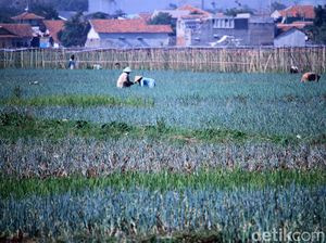 Pemerintah Siapkan 90.000 Hektare Lahan Pangan Setelah Pandemi