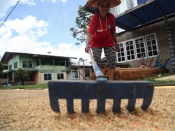 Listrik PLN Hidupkan Petani Beras Organik Kesukaan Sultan Brunei