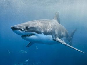 Turis Amerika Hilang Saat Diving, Potongan Tubuhnya Ditemukan di Perut Hiu Turis Amerika Hilang Saat Diving, Potongan Tubuhnya Ditemukan di Perut Hiu