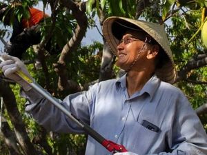 John Ho, Penyintas Perang Vietnam yang Kini Berkebun Mangga di Darwin John Ho, Penyintas Perang Vietnam yang Kini Berkebun Mangga di Darwin