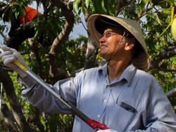 John Ho, Penyintas Perang Vietnam yang Kini Berkebun Mangga di Darwin