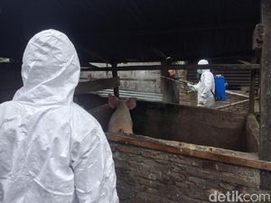 Kolera Babi Mewabah di Sumut, Kandang Babi di Sergai Disemprot Disinfektan Kolera Babi Mewabah di Sumut, Kandang Babi di Sergai Disemprot Disinfektan