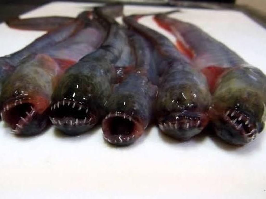 5 Fakta Warasubo, Ikan Alien yang Menyeramkan dari Jepang 5 Fakta Warasubo, Ikan Alien yang Menyeramkan dari Jepang