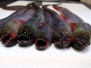 5 Fakta Warasubo, Ikan Alien yang Menyeramkan dari Jepang 5 Fakta Warasubo, Ikan Alien yang Menyeramkan dari Jepang