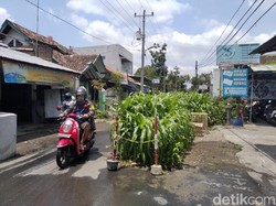 Menagih Janji Pemkot Yogya Perbaiki Jalan yang Jadi Kebun Jagung