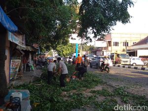 Pohon Tumbang Timpa 2 Pengendara Motor di Cirebon Pohon Tumbang Timpa 2 Pengendara Motor di Cirebon