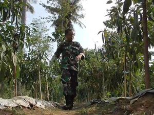 Inspiratif! Anggota TNI Ini Sukses Bercocok Tanam Secara Autodidak