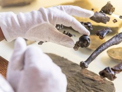 Tentang Danuvius, Kera Prasejarah yang Ubah Pandangan Soal Evolusi Manusia