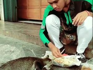 Makan Nasi Bungkus Bareng Kucing, Driver Ojol Ini Bikin Netizen Haru Makan Nasi Bungkus Bareng Kucing, Driver Ojol Ini Bikin Netizen Haru