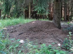 Seram, Jutaan Semut Terjebak di Bunker Nuklir dan Jadi Kanibal