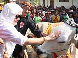 Bedholan Lembu, Tradisi Kirab Sapi di Bojonegoro Bedholan Lembu, Tradisi Kirab Sapi di Bojonegoro