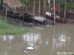 Teror Bau Bangkai Babi di Sungai Bederah