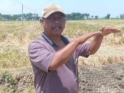 Bagaimana Kondisi Buruh Tani yang Jatuh ke Mesin Pemanen Padi?