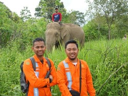 Gajah Bantu PLN Banda Aceh Terangi Serambi Mekah