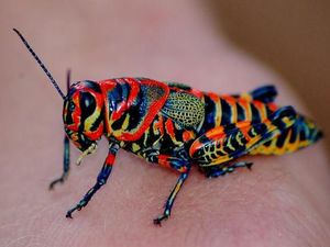 Bukan Editan, Foto Hewan Warna-warni Unik Ini Asli