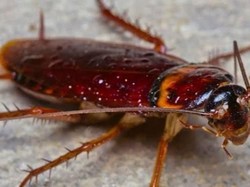 Ibu Ini Histeris Lihat Anaknya Asyik Ngemil Kecoa