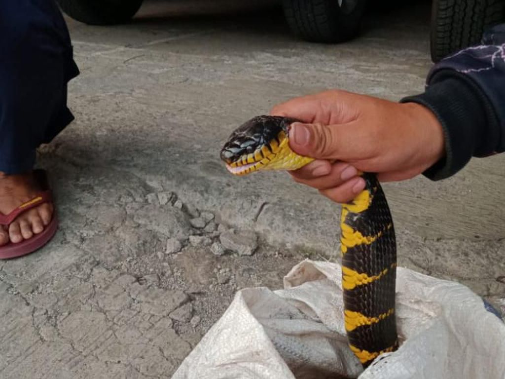 Ular Berbisa Masuk Atap Rumah Warga di Banjaran Bandung Ular Berbisa Masuk Atap Rumah Warga di Banjaran Bandung
