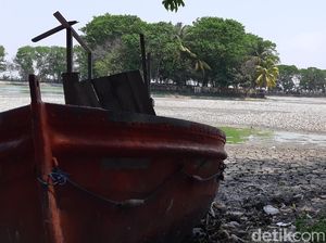Kemarau Panjang, Situ Tasikardi di Serang Mengering Kemarau Panjang, Situ Tasikardi di Serang Mengering
