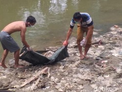 Pemkot Medan Bersihkan Bangkai Babi di Sungai Deli