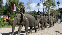 Di Aceh, Peringatan Hari Pahlawan Digelar Bersama Gajah