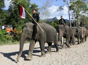 Di Aceh, Peringatan Hari Pahlawan Digelar Bersama Gajah