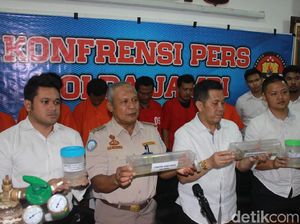 Penyelundupan Benih Lobster Rp 7,7 Miliar dari Jambi-Singapura Digagalkan Penyelundupan Benih Lobster Rp 7,7 Miliar dari Jambi-Singapura Digagalkan