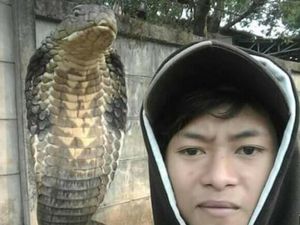 Pelihara King Cobra Berujung Hilang Nyawa