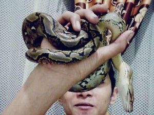 Polisi: King Kobra yang Tewaskan Rendy Dibawa Komunitas Pecinta Reptil