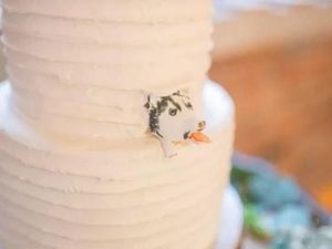 Pesan Kue Pengantin Tema Anjing, Wanita Ini Malah Dapat Kue Berhias Landak Mati Pesan Kue Pengantin Tema Anjing, Wanita Ini Malah Dapat Kue Berhias Landak Mati
