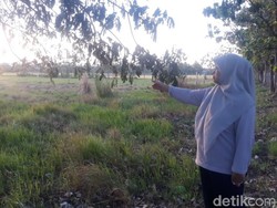 Pemkot Pasuruan Siapkan Lahan Sekolah Darurat SDN Gentong yang Ambruk