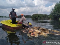 Polisi Selidiki Pelaku Buang Bangkai Babi ke Sungai-Danau di Medan