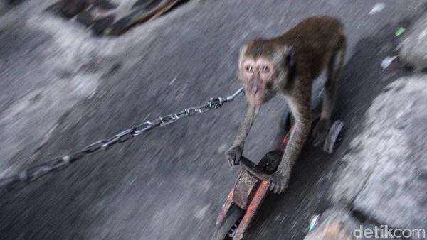 Meski Dilarang, Topeng Monyet Kembali Terlihat di Jakarta