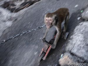 Meski Dilarang, Topeng Monyet Kembali Terlihat di Jakarta
