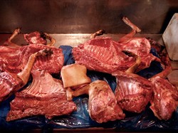 Kisah Seram Budaya Makan Daging Anjing di Berbagai Negara