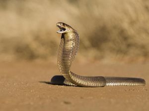 Bocah India Menangi Duel Maut Usai Gigit Mati Ular Kobra Bocah India Menangi Duel Maut Usai Gigit Mati Ular Kobra