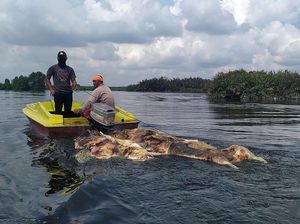 Ribuan Babi di Sumut Diduga Terjangkit Demam Afrika Ribuan Babi di Sumut Diduga Terjangkit Demam Afrika
