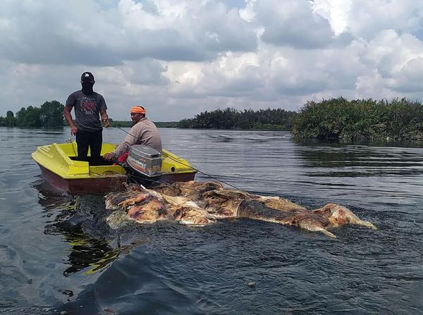 Ribuan Babi di Sumut Diduga Terjangkit Demam Afrika