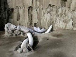 Ilmuwan Temukan Perangkap Mammoth Berusia 15 Ribu Tahun