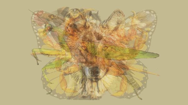 Hewan yang Paling Jelas Kamu Lihat di Gambar Ini Akan Ungkap Sifat Aslimu