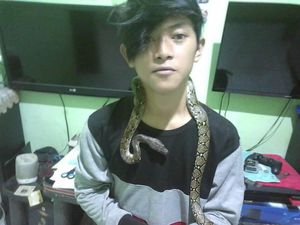 Sebelum Dipatuk King Kobra, Rendy Pernah Perlihara Piton-Ular Hijau