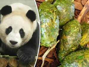 Bedanya Mie Ayam dan Mie Yamien hingga Aneka Makanan dari Tinja Hewan Bedanya Mie Ayam dan Mie Yamien hingga Aneka Makanan dari Tinja Hewan