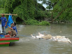 Virus Hog Cholera Kini Menyebar di 16 Kabupaten Kota Sumut