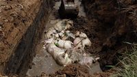 Ratusan Bangkai Babi yang Terjangkit Demam Afrika Dikubur Massal
