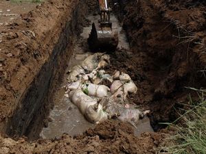 Pemerintah Gelontorkan Rp 5 M Atasi Demam Babi di Sumut Pemerintah Gelontorkan Rp 5 M Atasi Demam Babi di Sumut