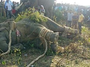 Gajah Osama Bin Laden Ditangkap setelah Tewaskan 5 Orang