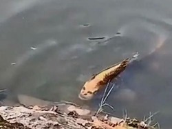 Ikan Berwajah Manusia Muncul di Danau China, Fenomena Pareidolia?