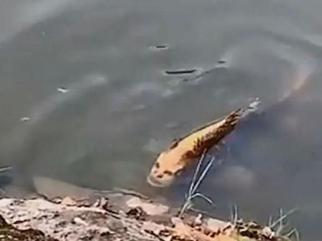 Ikan Berwajah Manusia Muncul di Danau China, Fenomena Pareidolia?