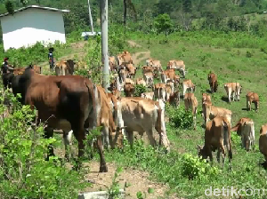Jabres, Sapi dari Brebes yang Punya Kemampuan Adaptasi Tinggi