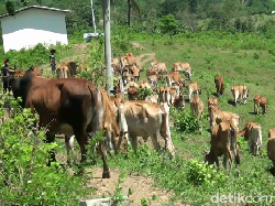 Jabres, Sapi dari Brebes yang Punya Kemampuan Adaptasi Tinggi